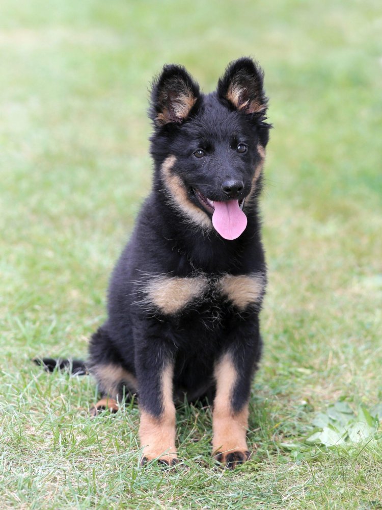 Bohemian Shepherd Dog Breed Image 16