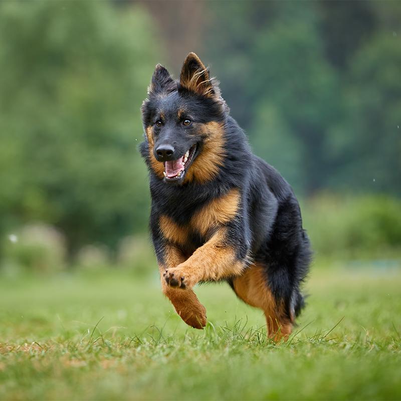 Bohemian Shepherd Dog Breed Image 17