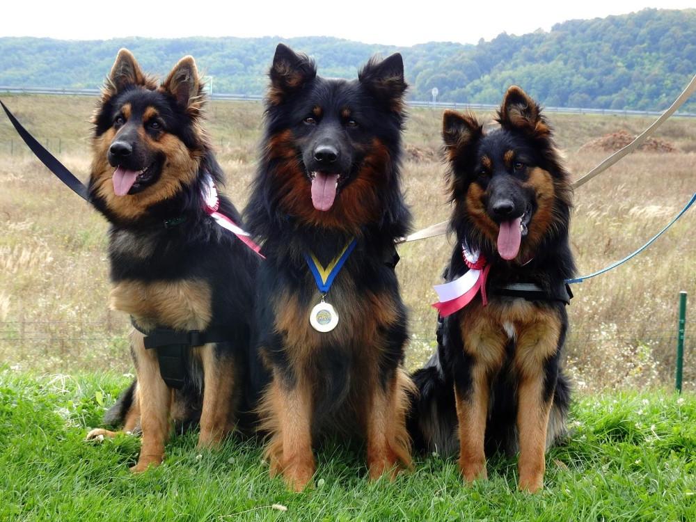 Bohemian Shepherd Dog Breed Image 19