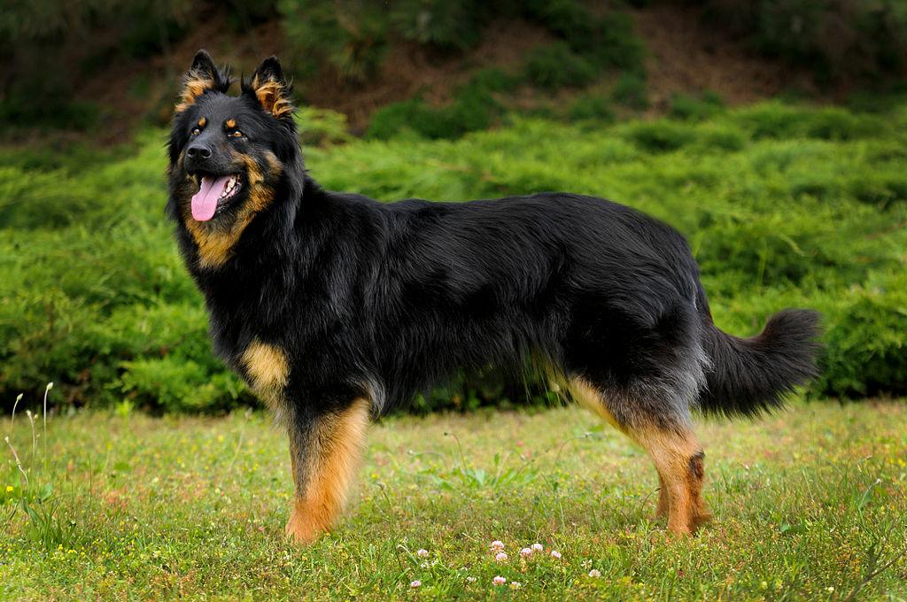 Bohemian Shepherd Dog Breed Image 3