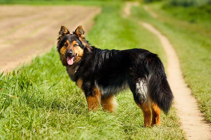 Bohemian Shepherd Dog Breed Image 4