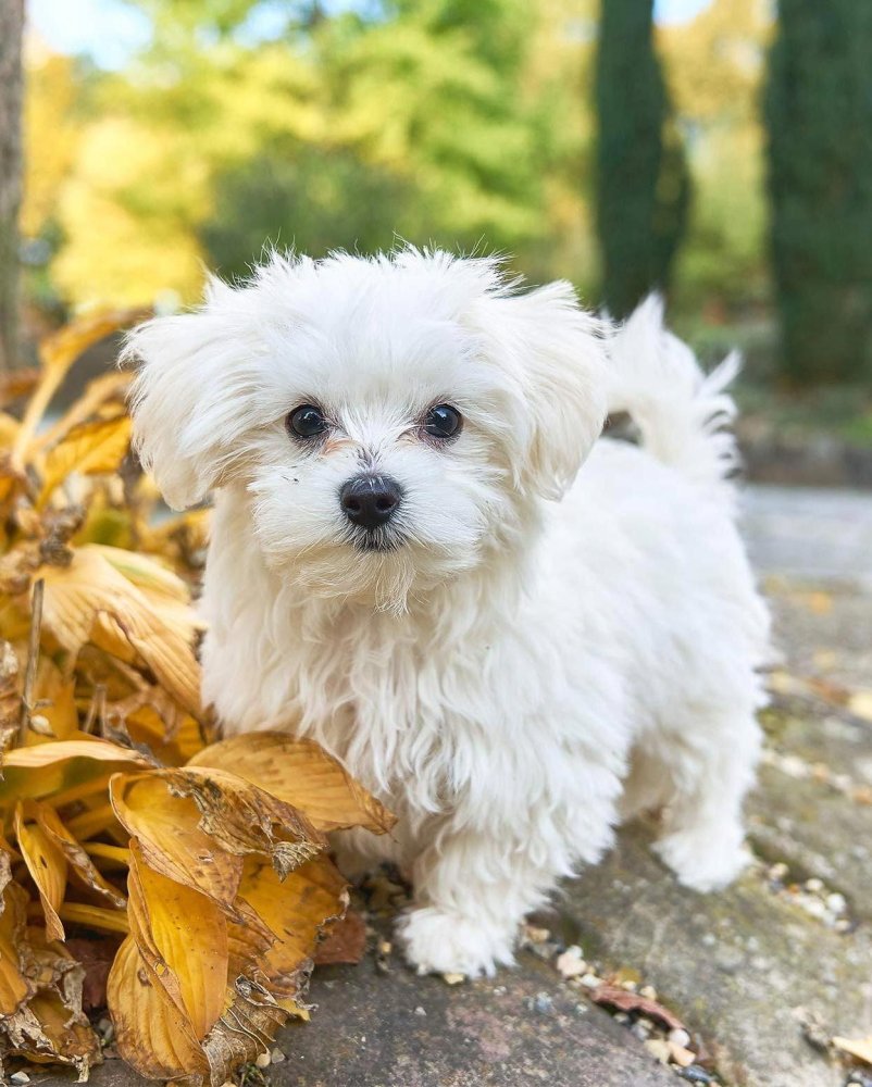 Bolognese Dog Breed Image 9