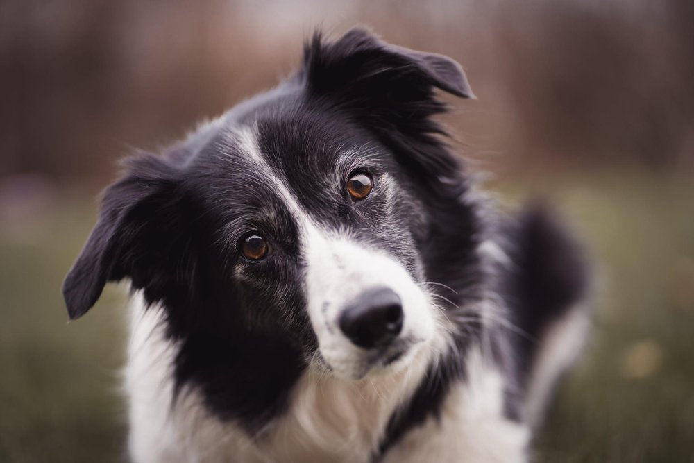 Border Collie Dog Breed Image 1