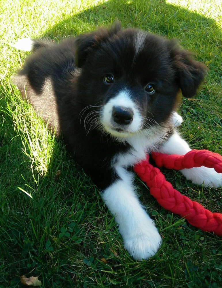 Border Collie Dog Breed Image 11