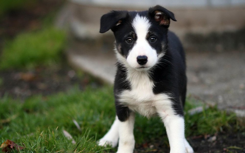 Border Collie Dog Breed Image 14