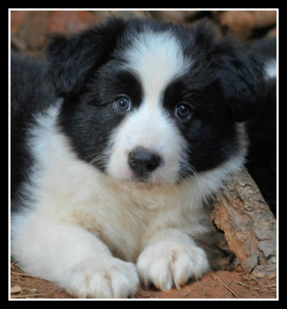 Border Collie Dog Breed Image 15