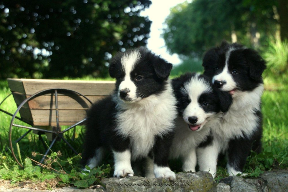 Border Collie Dog Breed Image 20