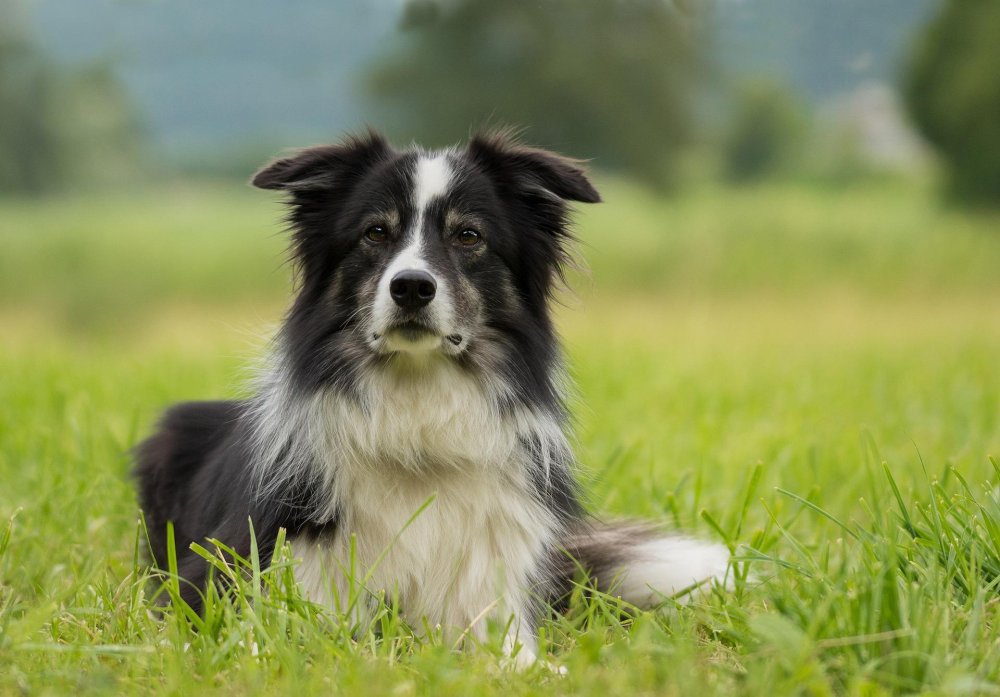 Border Collie Dog Breed Image 4