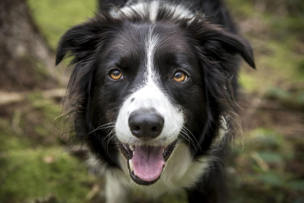 Border Collie Dog Breed Image 5