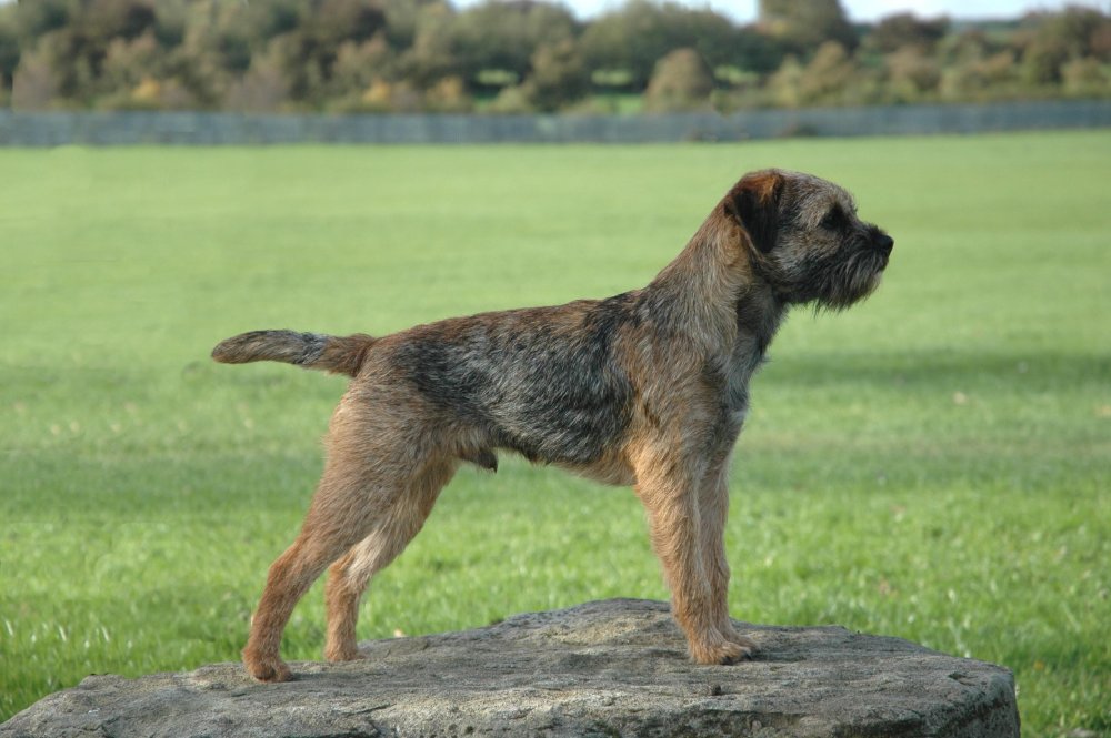 Border Terrier Dog Breed Image 12