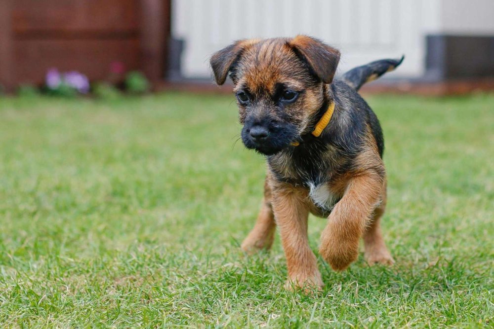 Border Terrier Dog Breed Image 13