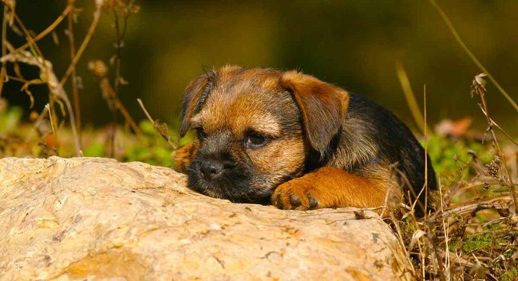 Border Terrier Dog Breed Image 20