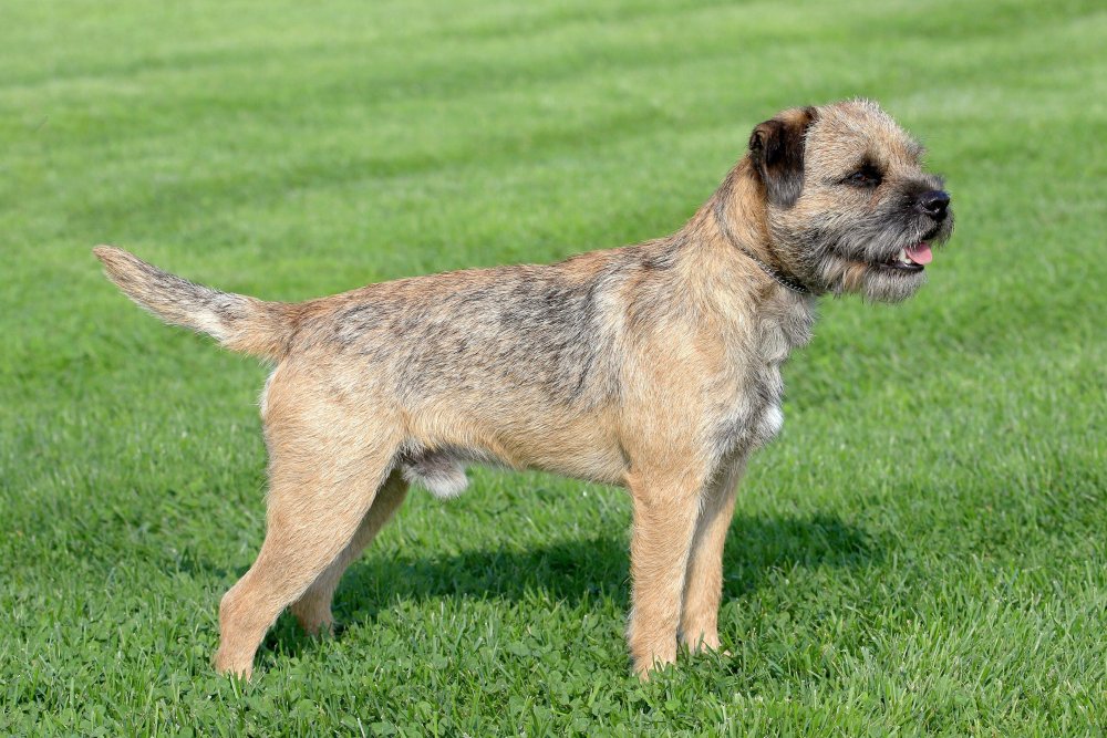 Border Terrier Dog Breed Image 4