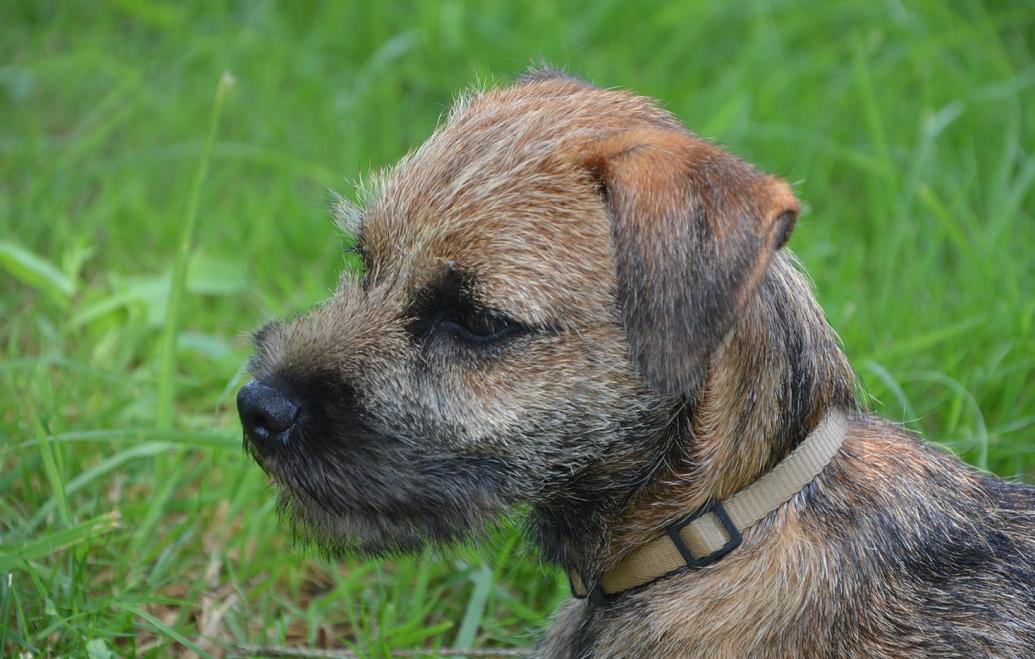 Border Terrier Dog Breed Image 7