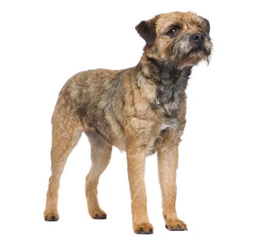 Border Terrier Dog Breed Image 8