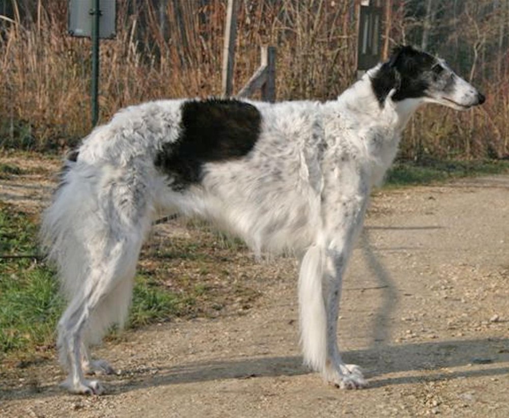 Borzoi Dog Breed Image 11