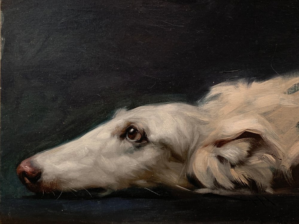 Borzoi Dog Breed Image 14