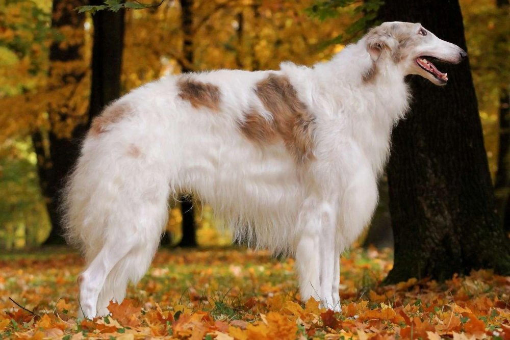 Borzoi Dog Breed Image 2