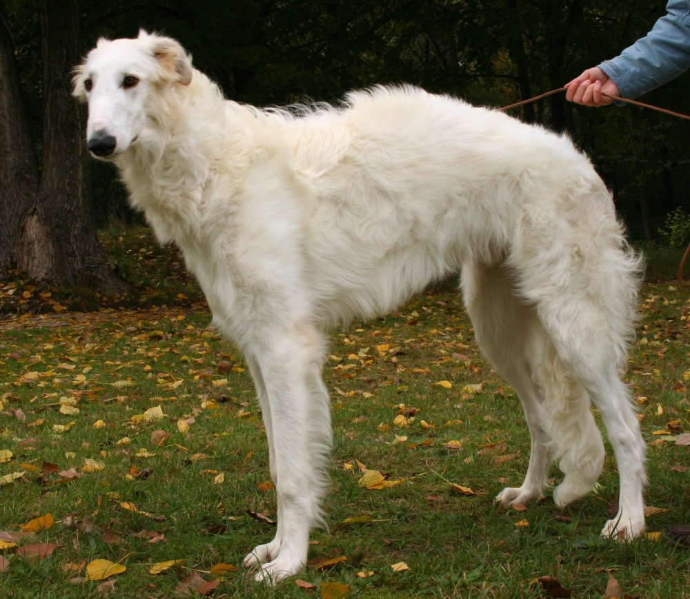 Borzoi Dog Breed Image 5