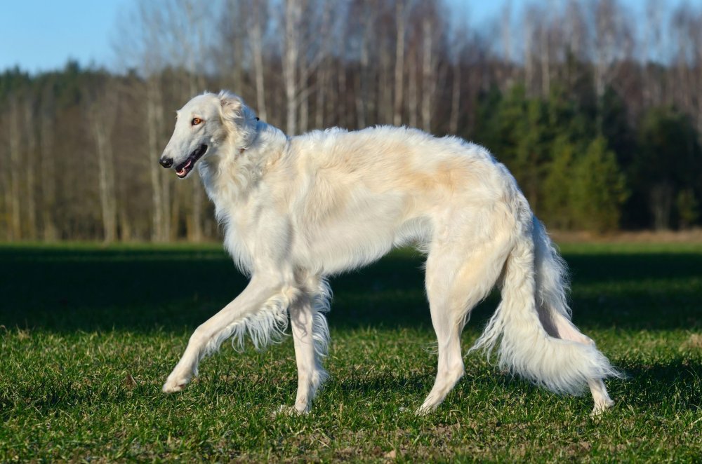 Borzoi Dog Breed Image 6