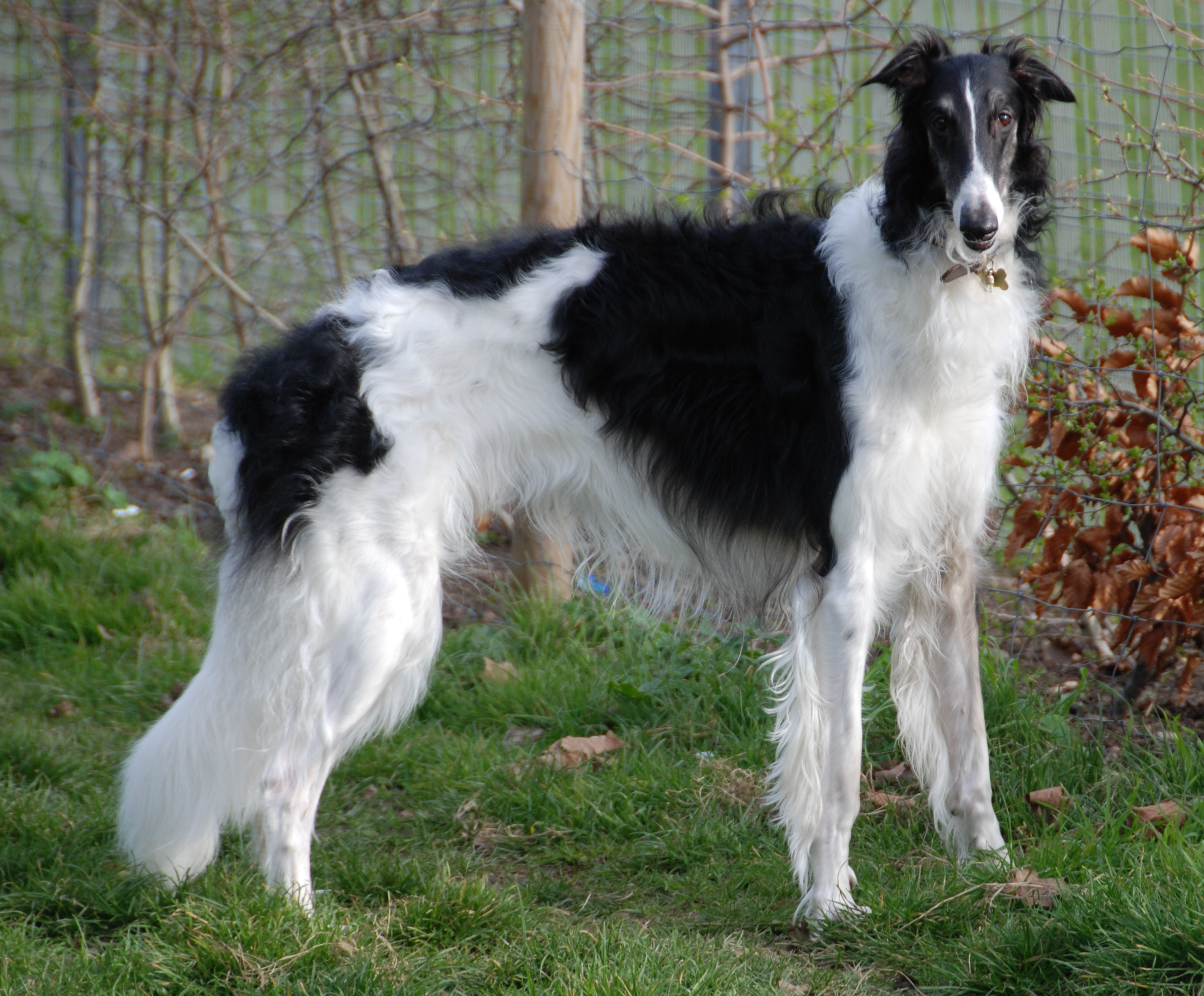 Borzoi Dog Breed Image 7