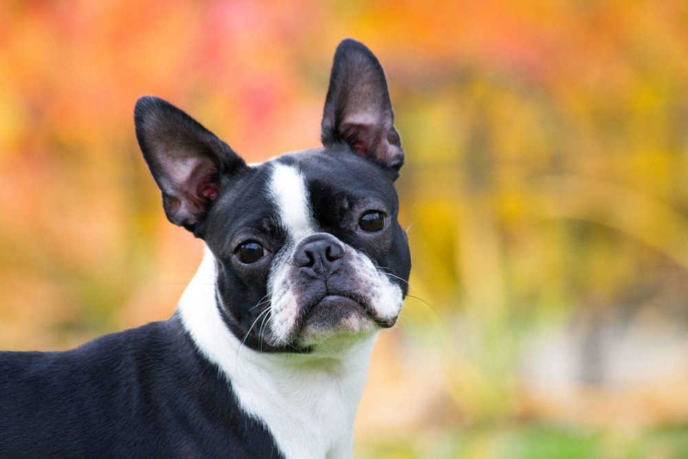 Boston Terrier Dog Breed Image 13