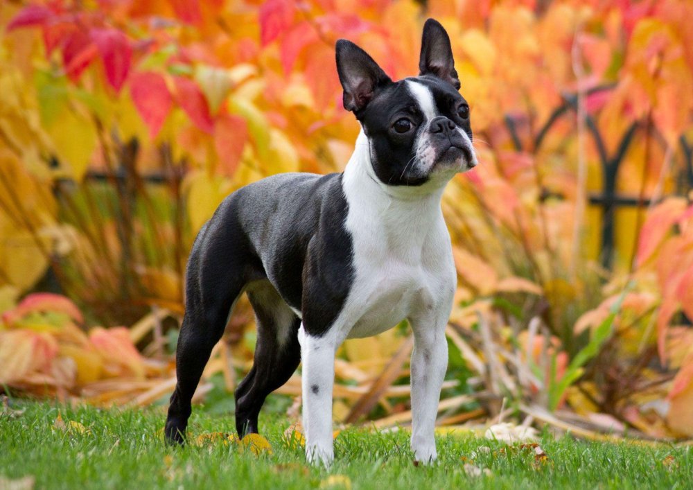 Boston Terrier Dog Breed Image 14