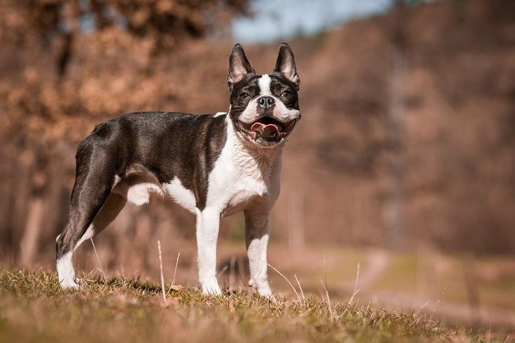 Boston Terrier Dog Breed Image 20