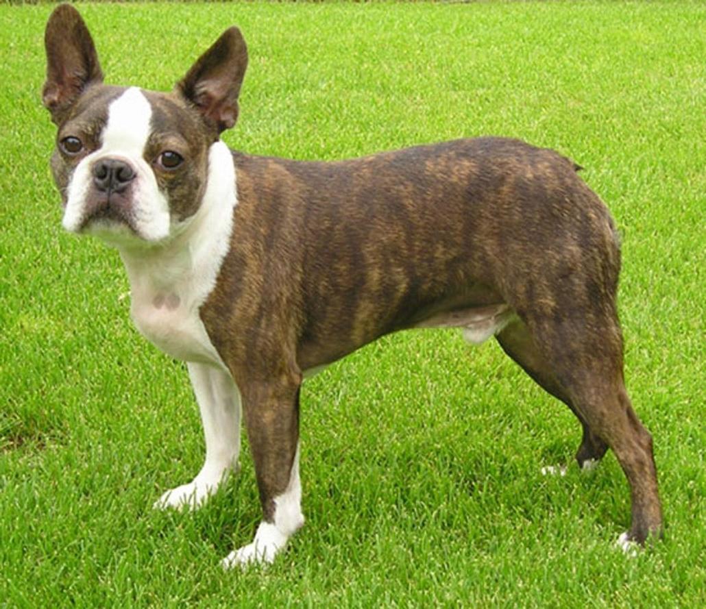 Boston Terrier Dog Breed Image 3