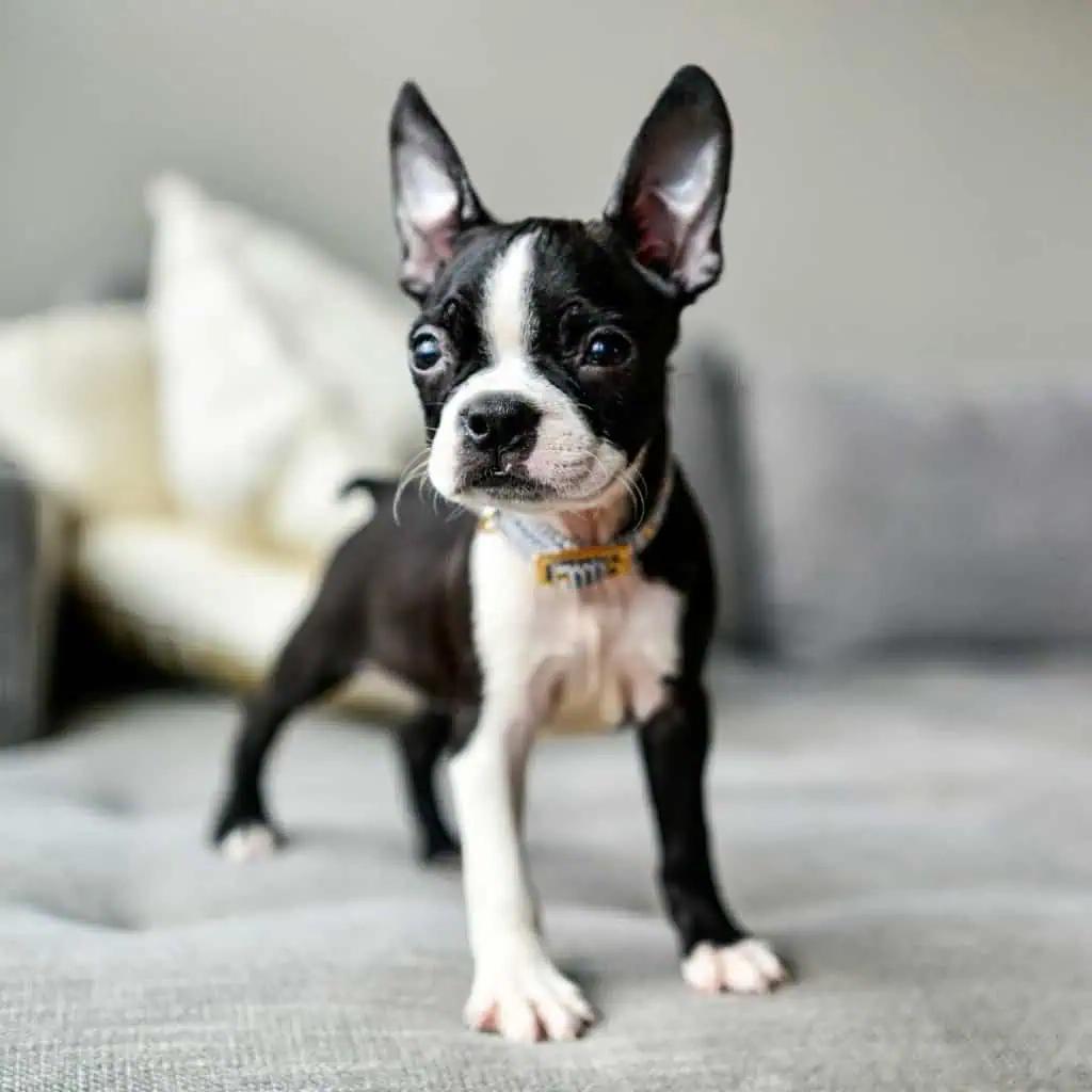 Boston Terrier Dog Breed Image 4