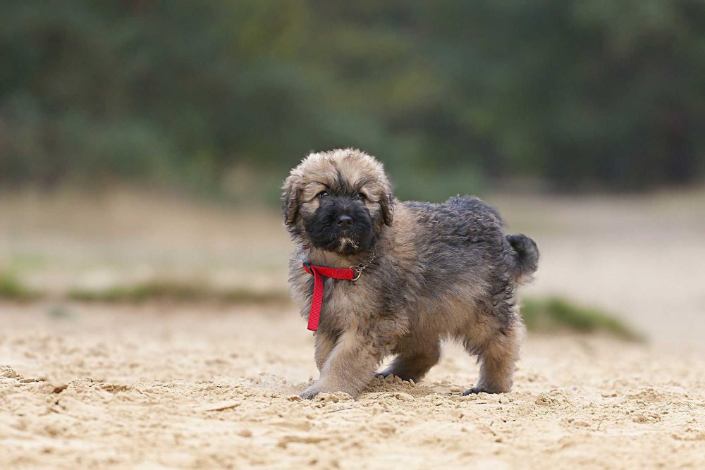 Bouvier des Flandres Dog Breed Image 1