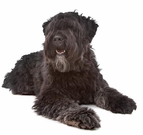 Bouvier des Flandres Dog Breed Image 10