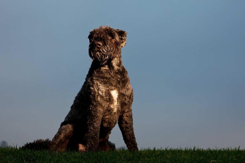 Bouvier des Flandres Dog Breed Image 12