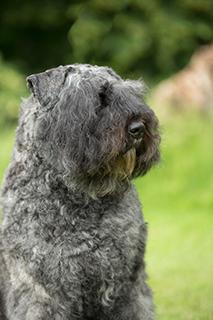 Bouvier des Flandres Dog Breed Image 14