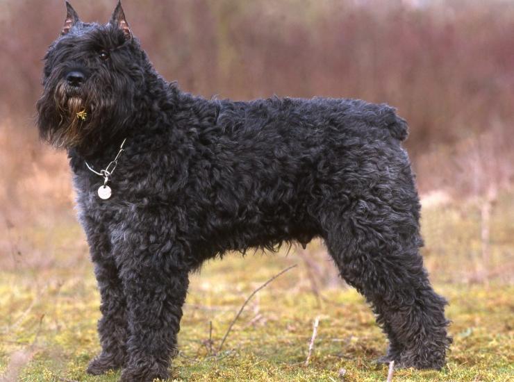 Bouvier des Flandres Dog Breed Image 17