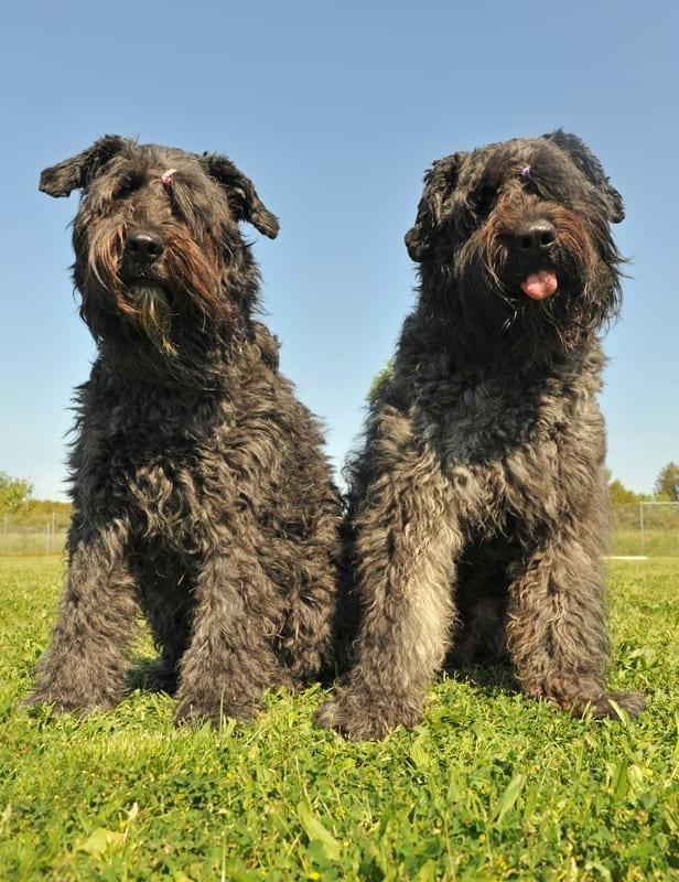 Bouvier des Flandres Dog Breed Image 19