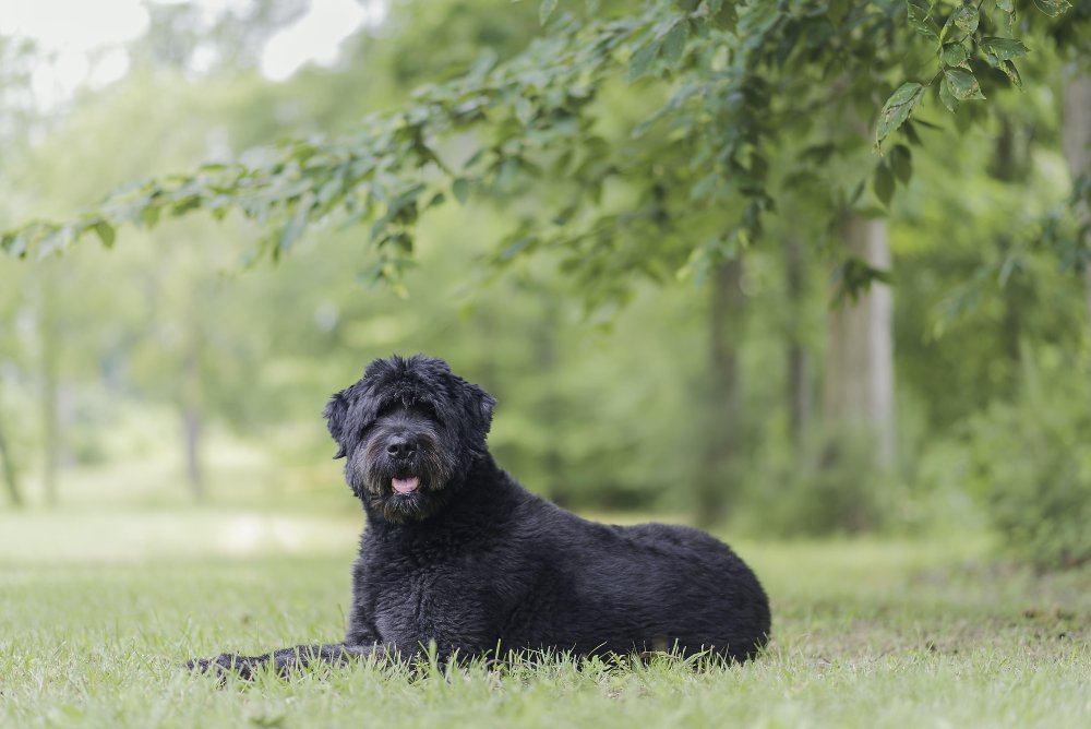 Bouvier des Flandres Dog Breed Image 2