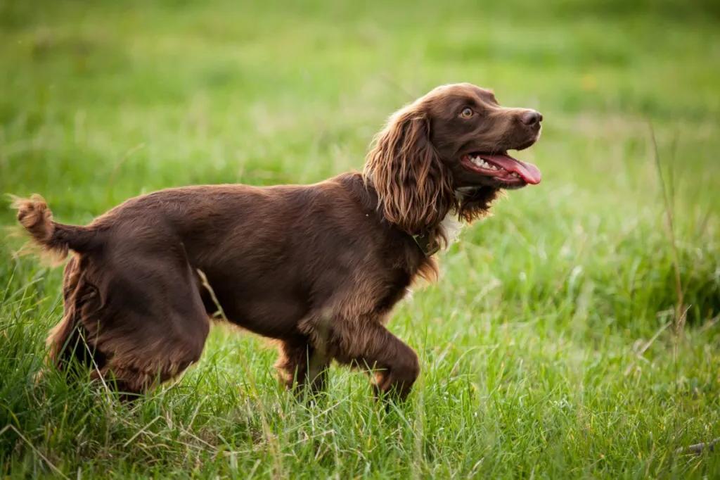 Boykin Spaniel Dog Breed Image 1