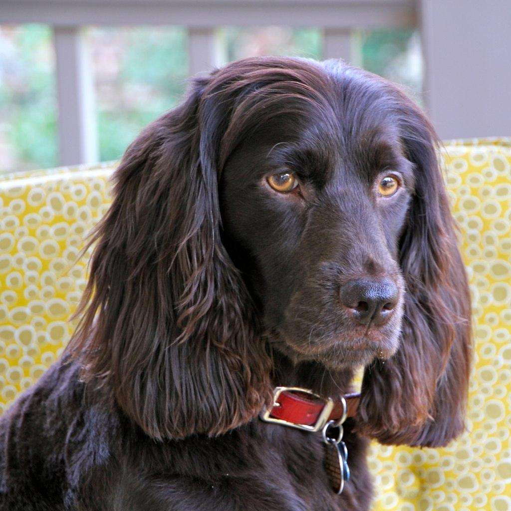 Boykin Spaniel Dog Breed Image 13