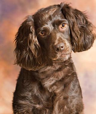 Boykin Spaniel Dog Breed Image 18