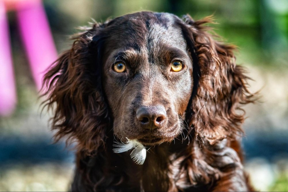 Boykin Spaniel Dog Breed Image 2