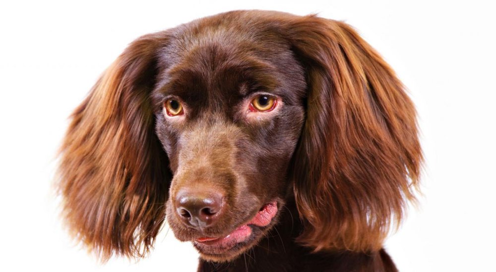 Boykin Spaniel Dog Breed Image 3