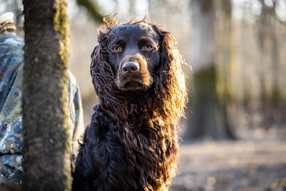 Boykin Spaniel Dog Breed Image 4