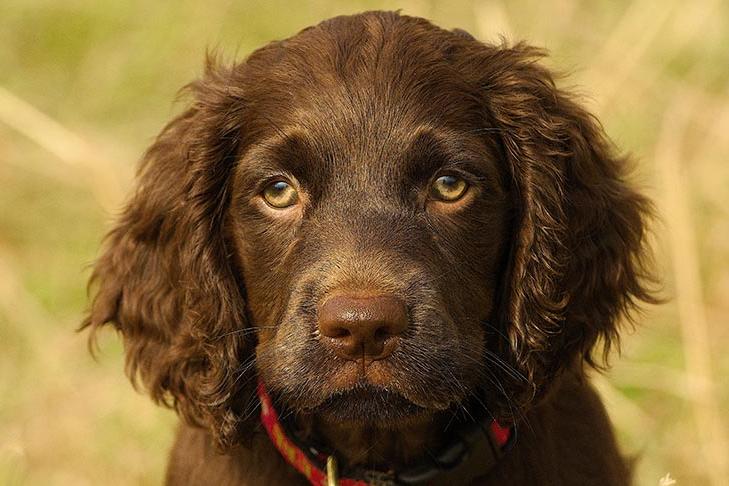 Boykin Spaniel Dog Breed Image 6