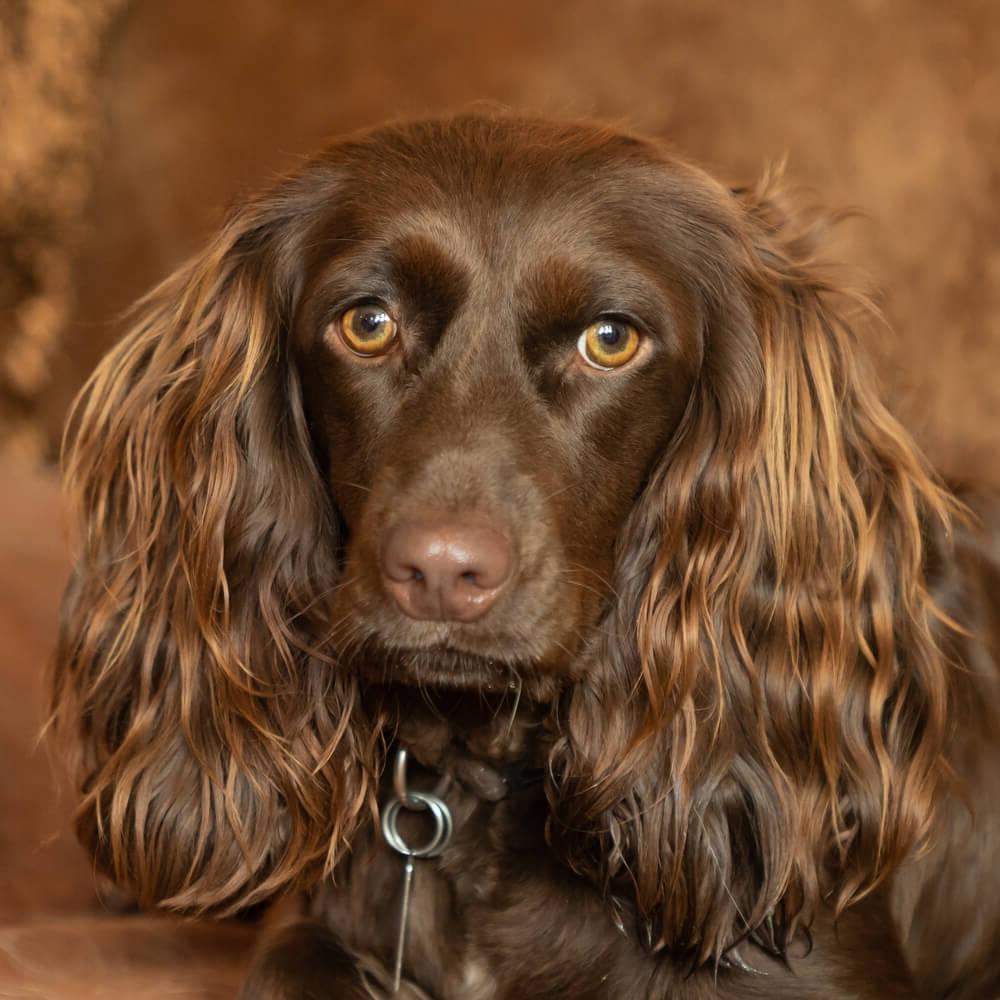 Boykin Spaniel Dog Breed Image 9