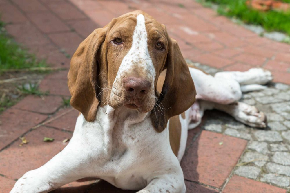 Bracco Italiano Dog Breed Image 11