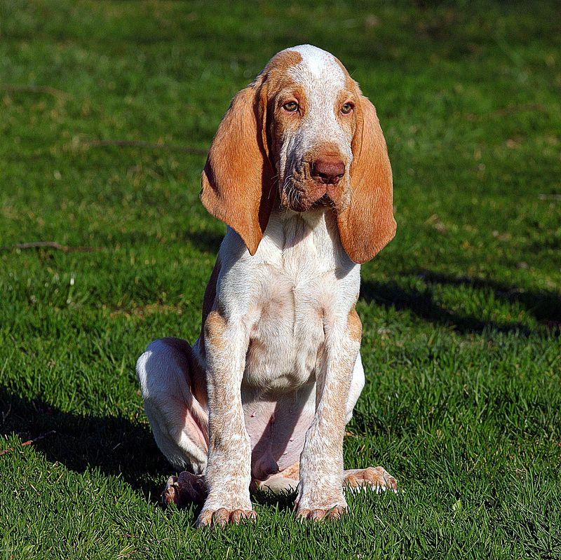 Bracco Italiano Dog Breed Image 15