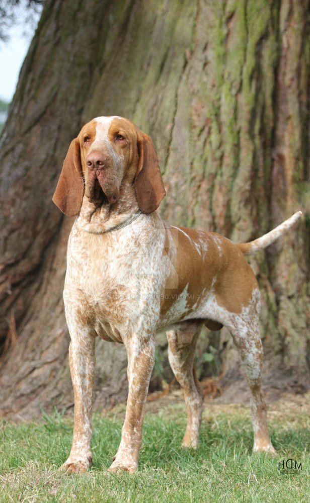 Bracco Italiano Dog Breed Image 16