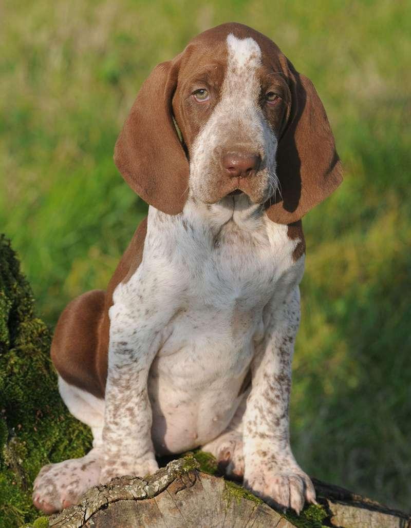 Bracco Italiano Dog Breed Image 17