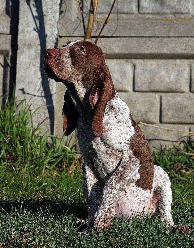 Bracco Italiano Dog Breed Image 19